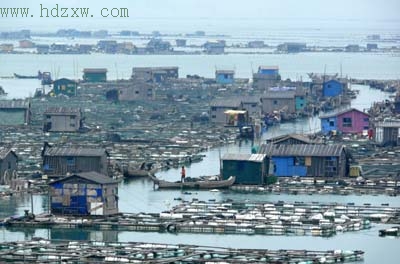 4万网箱海鱼遭遇白点病