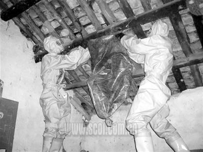 蜇死3人 巴中围剿杀人蜂