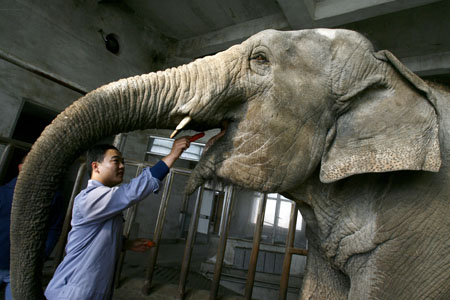 给大象当保姆真是体力活