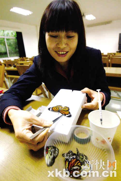 蝴蝶终其一生时,江慧敏又将它们制作成标本保存起来.