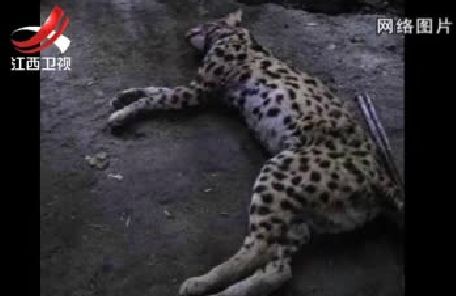  野生豹猫 价格:孟加拉豹猫价格图片: 野生豹猫 价