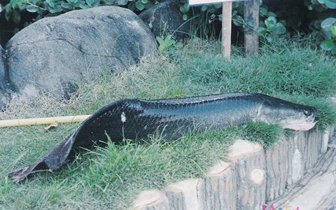 古巴水库惊现淡水鲨鱼疑似巨骨舌鱼