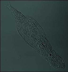 英科学家揭开蛭形轮虫无性繁殖千万年之谜