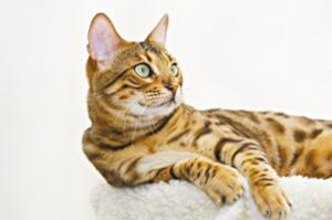 英国人培育出猫咪新品种 售价1.2万英镑