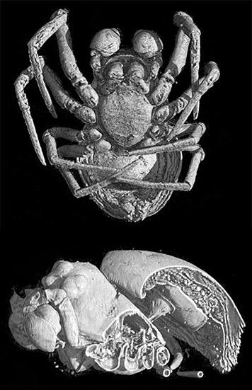 动物X光3D照片 看到形形色色的动物本质