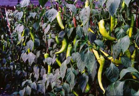 组图:陕西安塞县的农村公路建设_新闻中心_新