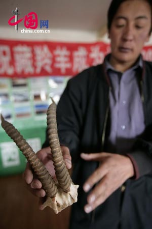 图文:可可西里藏原羚角