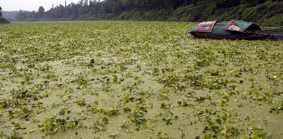 四川自贡市釜溪河死鱼(3)
