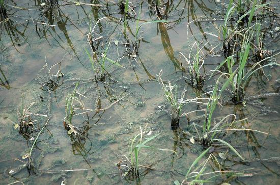 图文:贵州凯里8万亩水稻遭受病虫害(2)