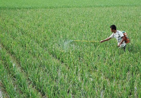 图文:贵州凯里8万亩水稻遭受病虫害(3)