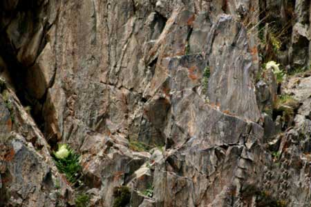 组图:新疆天山雪莲遭盗采严重