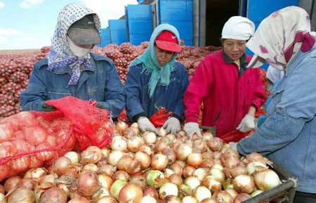 图文:满洲里出口基地员工在筛选蔬菜