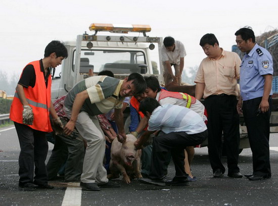 图文:六环路上众人抓猪