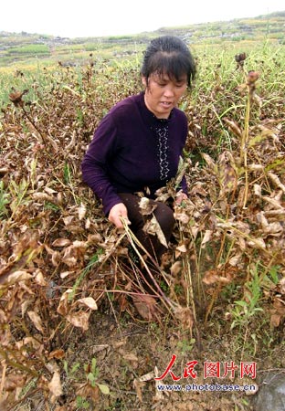 ����¦������10���������ظɺ�(��ͼ)