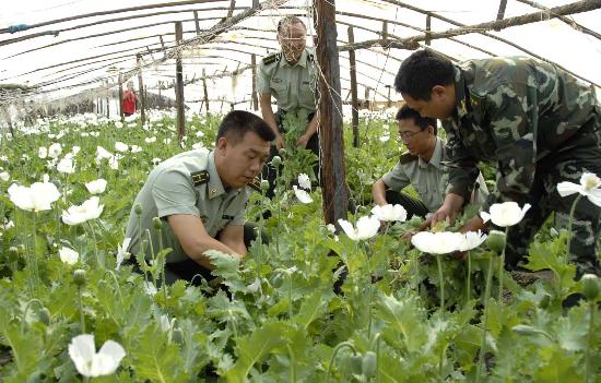 罂粟种植案件(1)