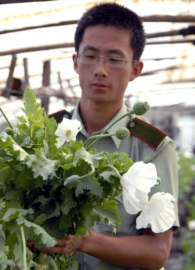 图文:内蒙古破获一起特大罂粟种植案件(2)