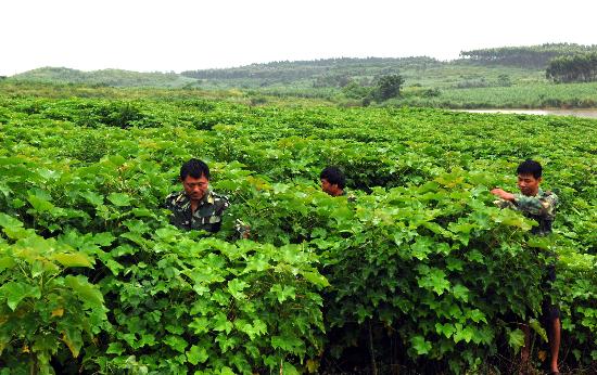 图文:[迎接十七大·科学发展](2)海南大规模试种