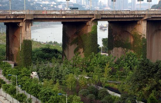 图文:山城重庆推行城市立体绿化(2)