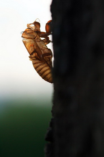 图文:城市表情--蝉知季_新闻中心_新浪网