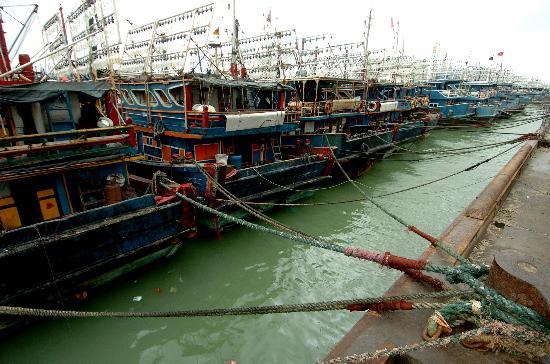 图文:福建省晋江市深沪渔港的避风渔船