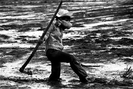 图文:当年的越南难民正吃力地平整秧田