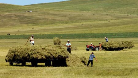 组图:内蒙古旱灾牧区储备秋冬季饲草