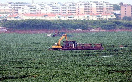 组图:安徽安庆莲湖公园水葫芦疯长
