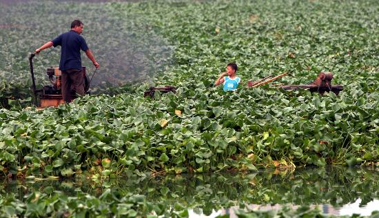 图文:安徽安庆莲湖公园水葫芦疯长(1)