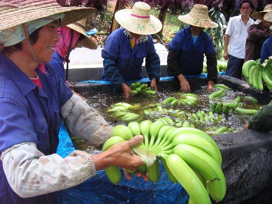 图文:(1)广西香蕉好收成