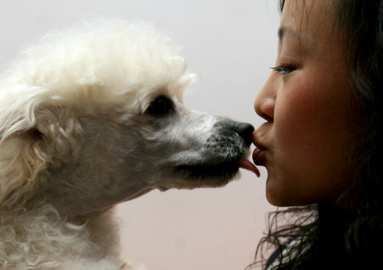 图文:沈晶和自己的宠物贵宾犬