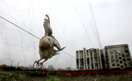 图文:一只飞鸟挂在捕鸟网上