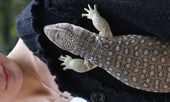 图文:女孩SKY与她的宠物蜥蜴亲密玩耍