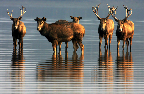 图文:石首麋鹿自然保护区