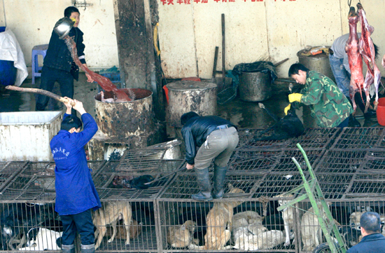 为什么那么多人生出杀狗的恶意？...