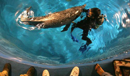 组图:南京海底世界迎来两只价值百万海豚