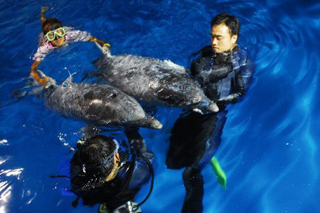 组图：南京海底世界迎来两只价值百万海豚