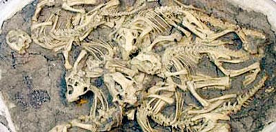 ��ѧ�����������ֿ������ж�������ַ(��ͼ)