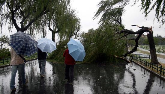 图文:杭州西湖白堤上一棵柳树被拦腰吹断