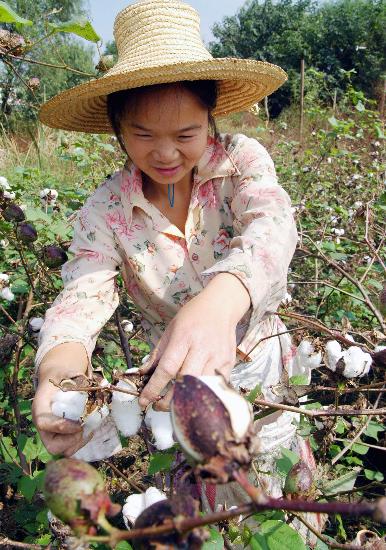 图文:(1)安徽无为县60万亩棉花喜获丰收