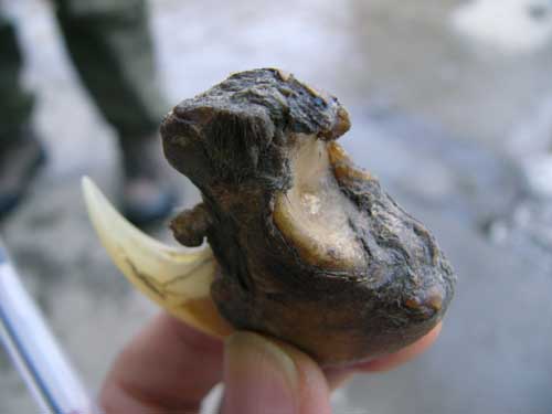 图文:调查队在镇坪采集到的华南虎虎爪