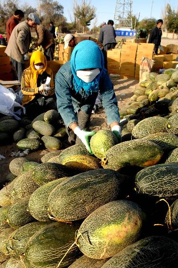 图文:[经济](2)内蒙古额济纳旗哈密瓜丰收