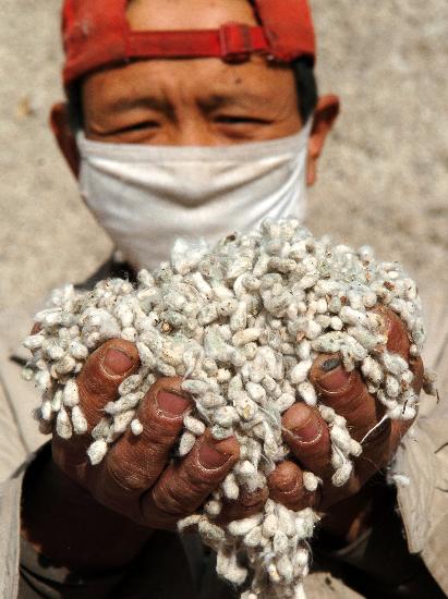 图文:(财经专线)(2)新疆棉籽收购价格达到历史