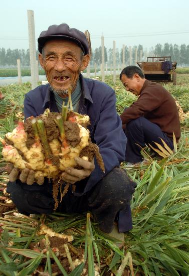 山东省安丘市2007年标准化无公害丰收的20万亩生姜喜获种植阿锁伯糕点长崎吐司图片