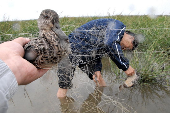 图文:长乐文武砂捕鸟黑网追踪