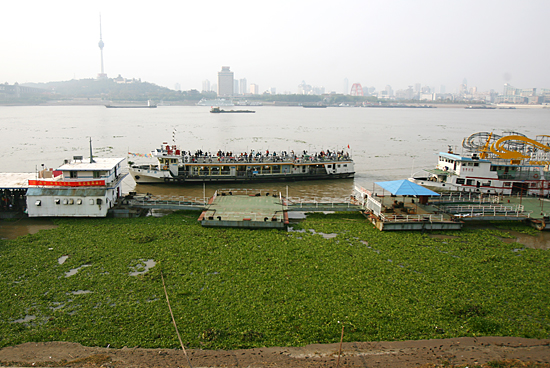 组图:长江武汉段江面上漂满水葫芦