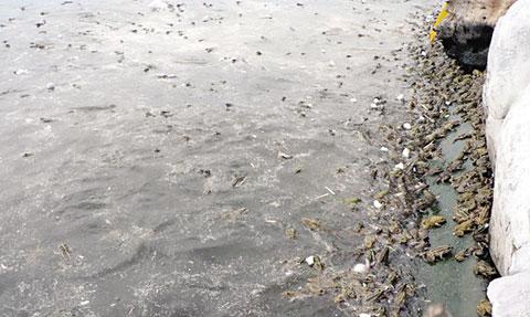 5万只冬眠青蛙获新生