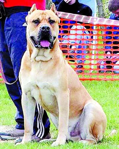 坚决禁养vs有条件限养 市民热议禁养烈性犬(图)