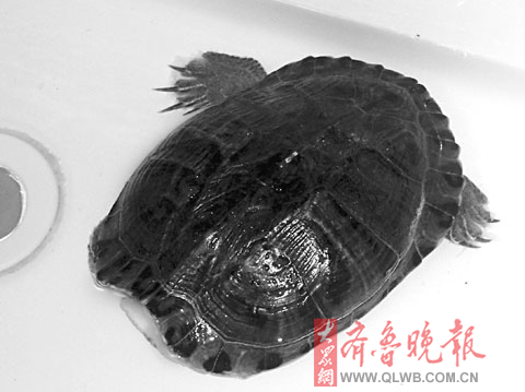 单身乌龟引来众多"倾慕者"