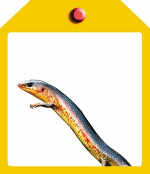 《西溪湿地两栖类、爬行类动物图谱》_新闻中心_新浪网