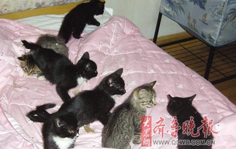 12只流浪猫等待领养_新闻中心_新浪网